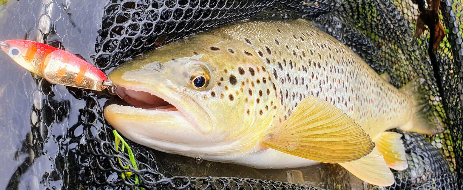 Cuiller ondulante truite saumon Truite à l'ondulante