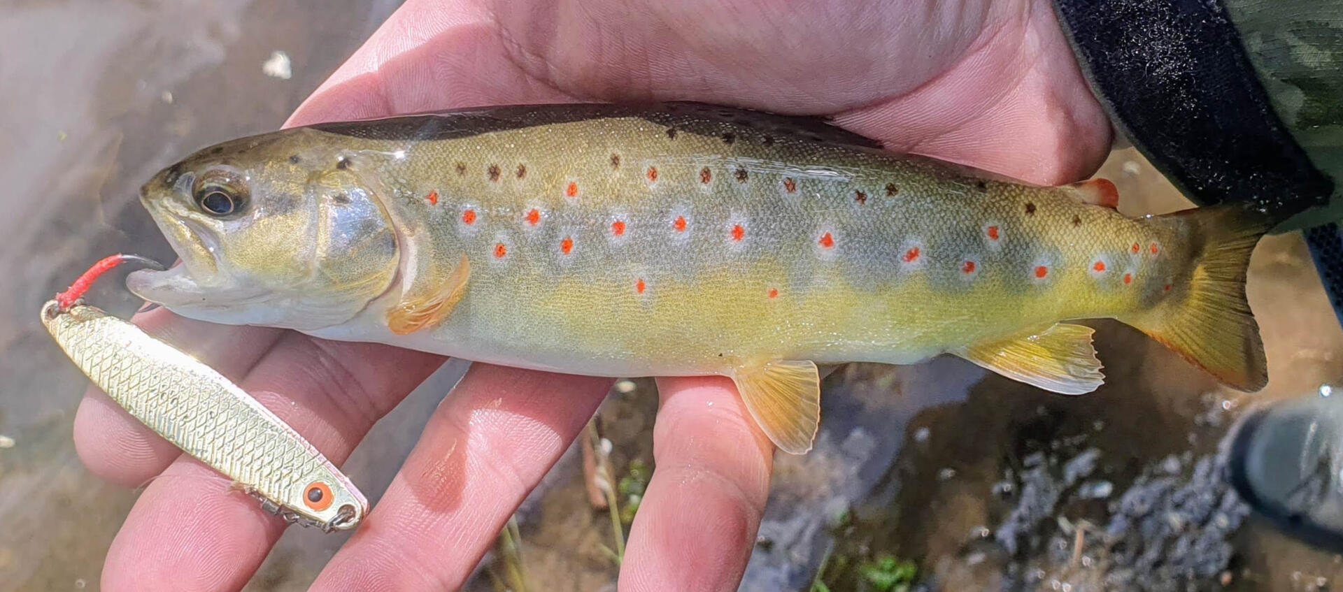 Cuiller ondulante truite saumon Cuiller ondulante Gemini Lures double tôle Attractant