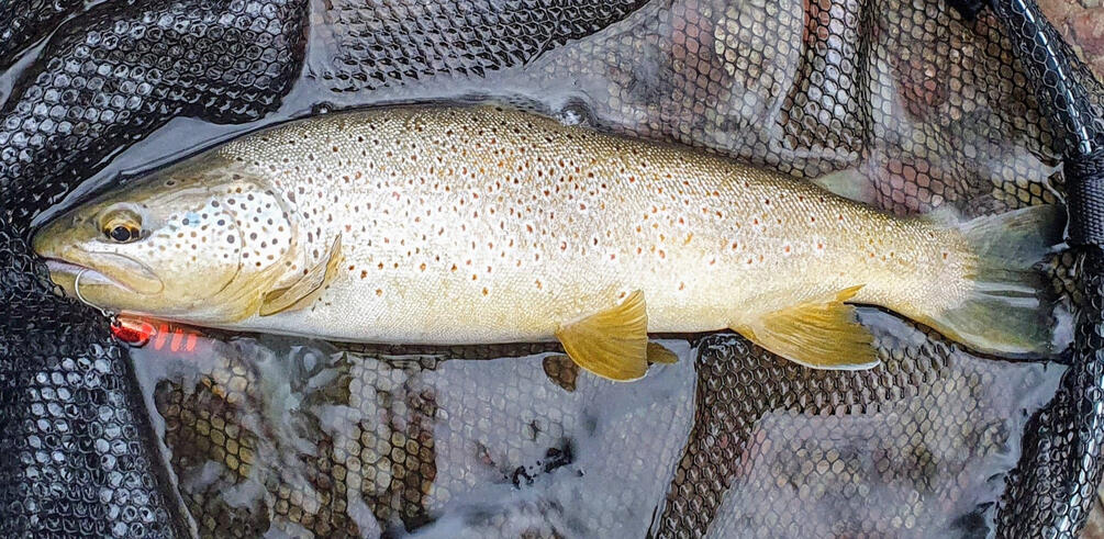 Cuiller ondulante Gemini Lures double tôle Attractant