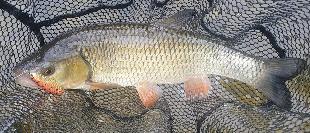 Cuiller ondulante Gemini Lures double tôle Attractant