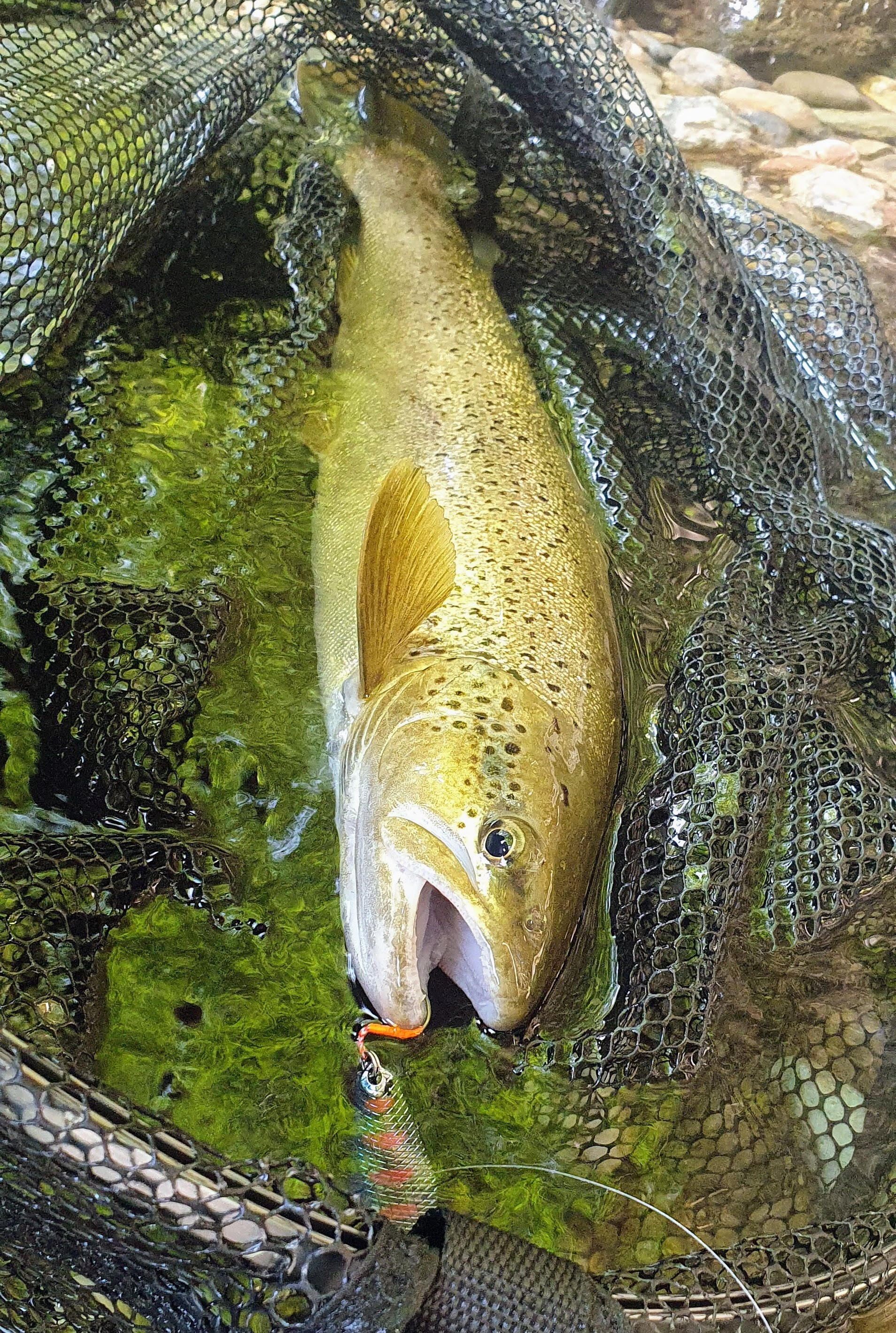 Cuiller ondulante Gemini Lures double tôle Attractant