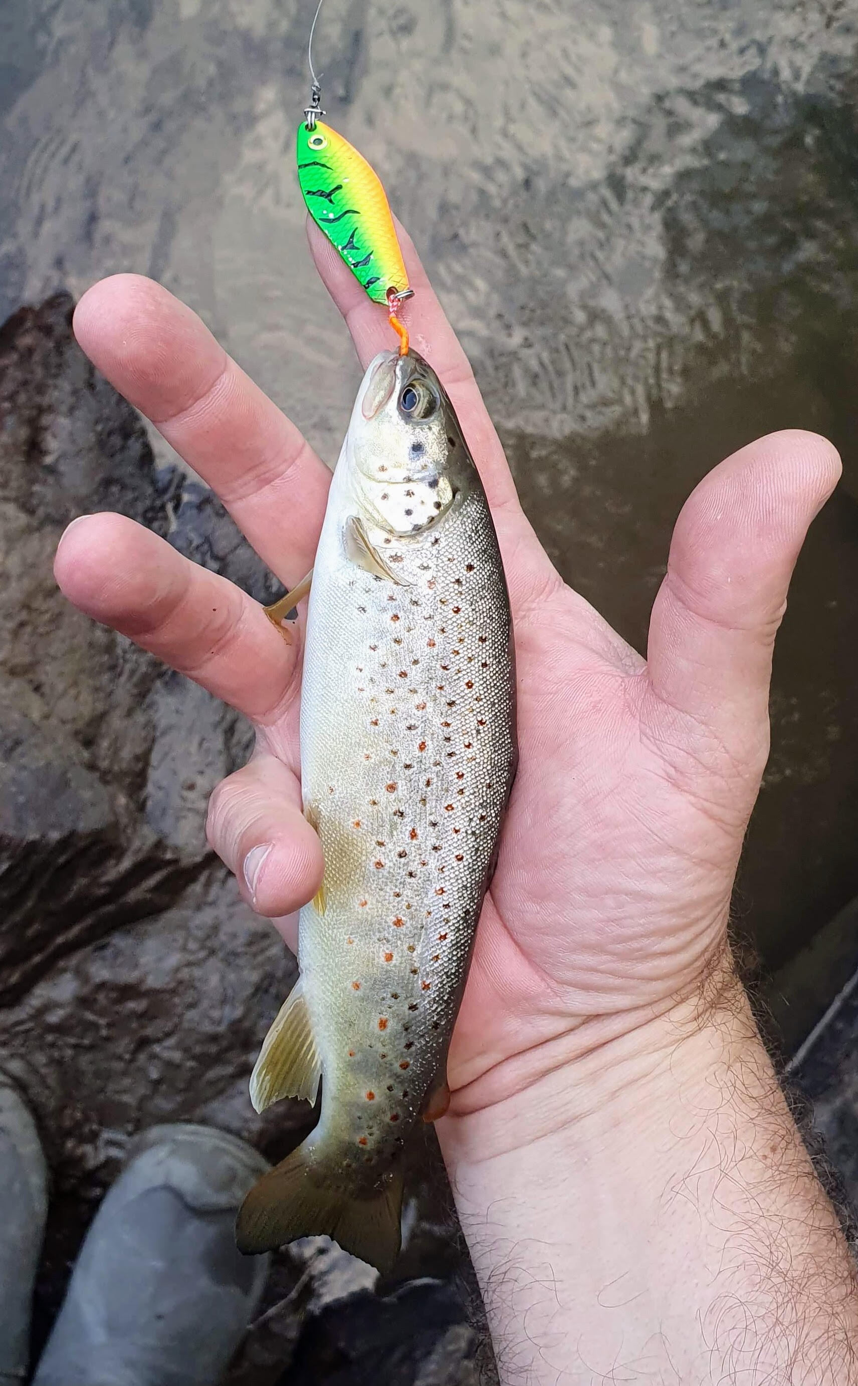 Cuiller ondulante truite Cuiller ondulante Gemini Lures double tôle Attractant